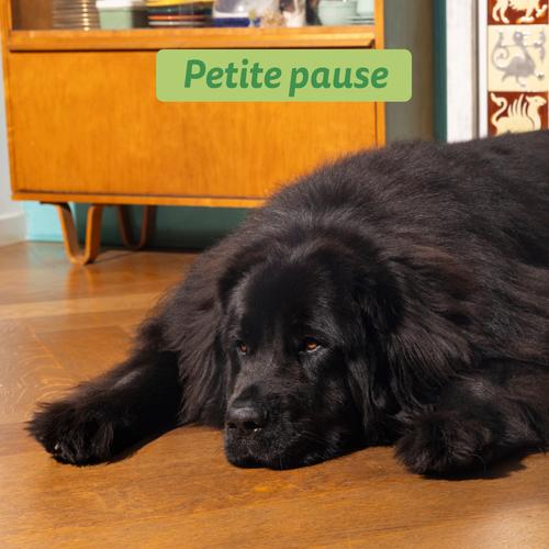 Visuel 5 du produit Croquettes pour chien adulte à l'agneau sans céréales Edgard & Cooper - 12 kg