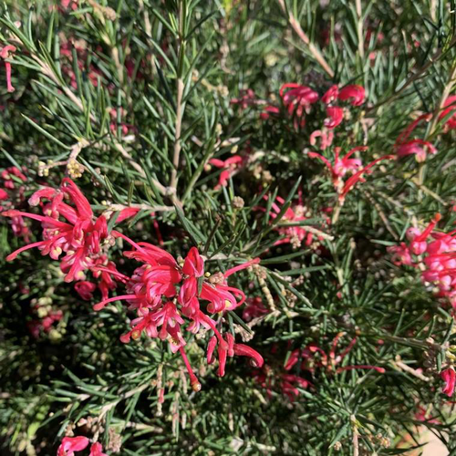 Visuel 1 du produit Grevillea touffe. Le pot de 15 litres