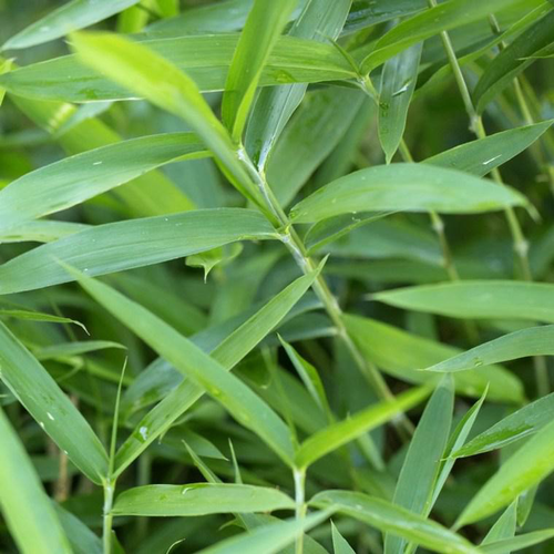 Visuel 1 du produit Bambou Pleioblastus Pumilus. Le pot de 1,6 litres