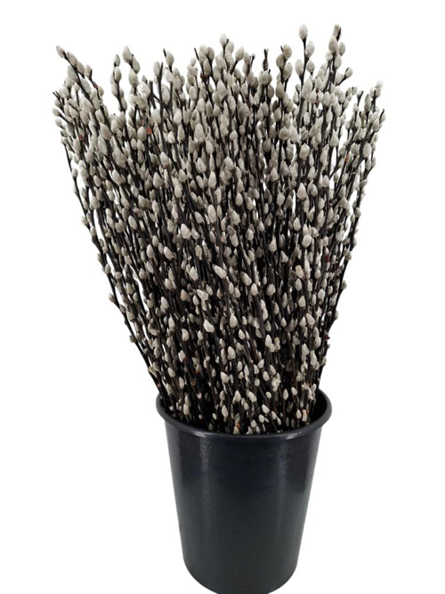 Visuel 2 du produit Botte végétale de saule salix chaton coloris naturel – 5 tiges
