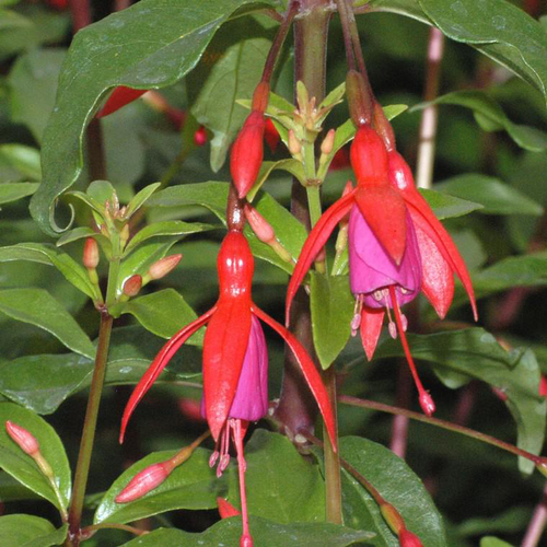 Visuel 1 du produit Fuchsia bernisser hardy rose en pot de 2 L