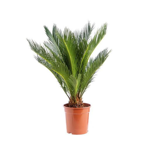 Visuel 1 du produit Cycas Revoluta pot Ø19xH60/80 cm