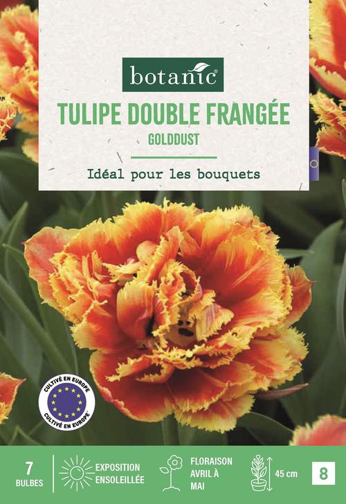 Visuel 1 du produit Tulipe frangée double goldust X7
