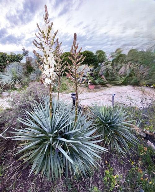 Visuel 2 du produit Yucca rostrata French Flag®. Le pot de 3,5 litres, forme globe