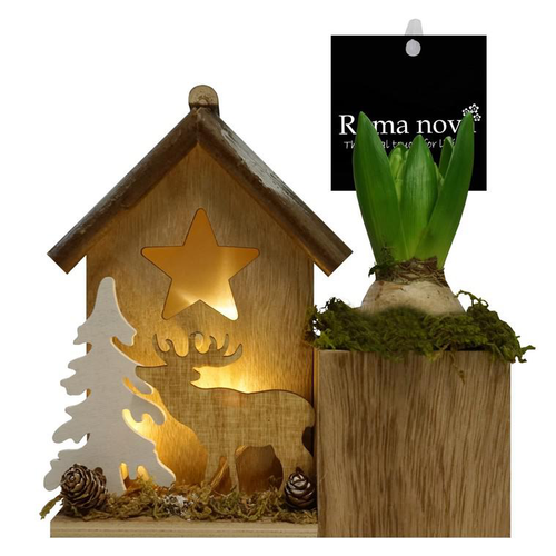 Visuel 1 du produit Jacinthe en pot déco. La composition de 19 cm