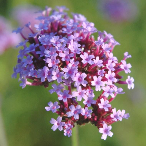 Visuel 1 du produit Verveine Bonariensis 'Lollipop' - Le pot de 2 litres