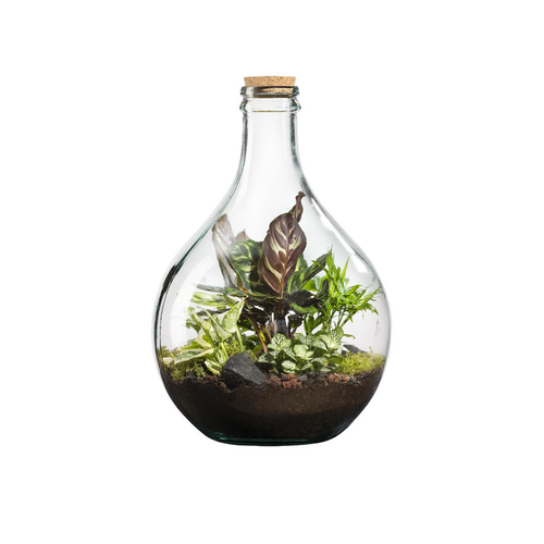 Visuel 1 du produit Terrarium autonome botanic® Suryio - Taille 12 L Ø 29 cm H 43 cm