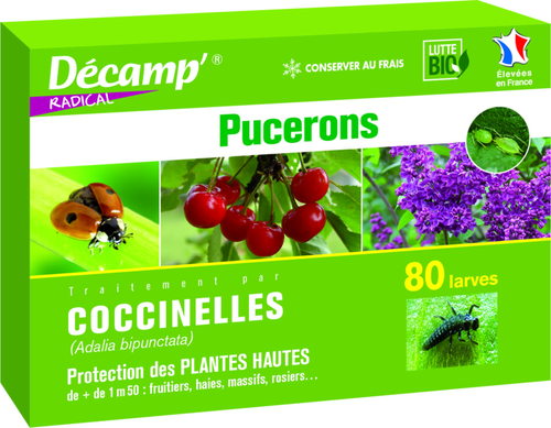 Visuel 1 du produit Coccinelles Adalia Bipunctata 80 larves