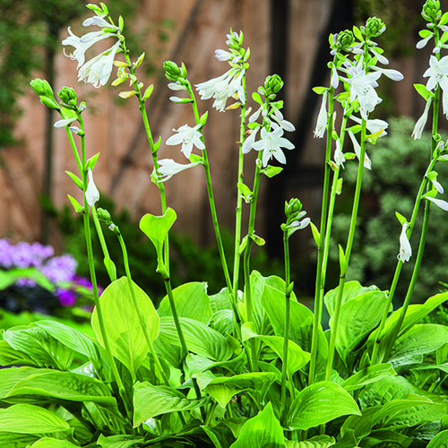 Visuel 1 du produit Hosta Royal Standard vert botanic®. Le pot de 2 litres