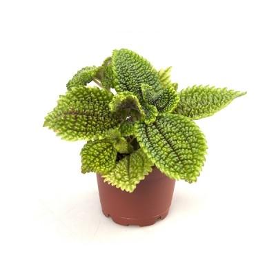 Visuel 1 du produit Pilea Moon Valley mini. Le pot de Ø 6 x H 12 cm