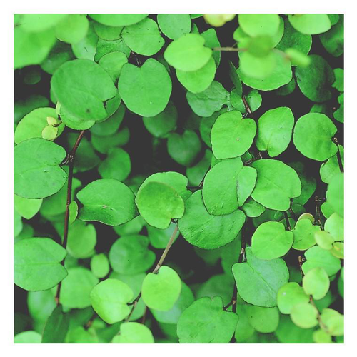 Visuel 1 du produit Muehlenbeckia - Le pot de 2 litres