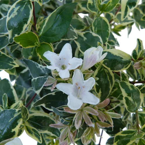 Visuel 1 du produit Abelia Grandiflora Sparkling Silver touffe. Le pot de 7,5 litres
