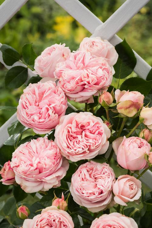 Visuel 1 du produit Rosier Grimpant L'Alhambra®. Le pot de 7,5 litres