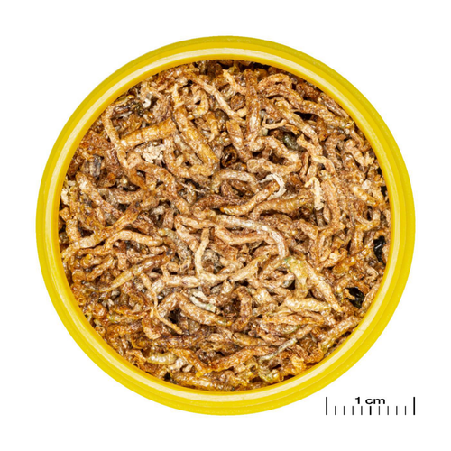 Visuel 3 du produit Larves de moustiques pour poissons JBL Pronovo fil M – 100 ml