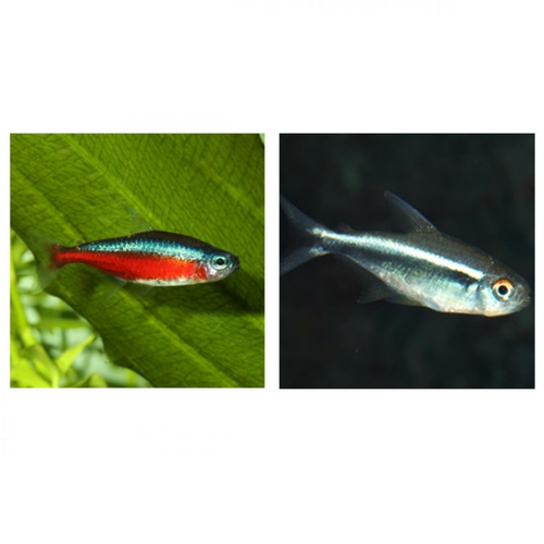 Visuel 2 du produit Aliment pour poissons de petite taille ProNovo Neon Grano XXS, JBL - 16g 20ml