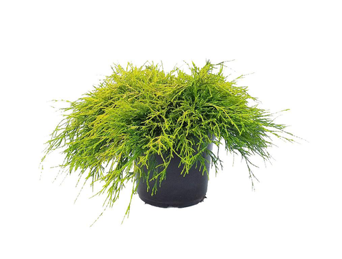 Visuel 1 du produit Faux cyprès de Sawara sungold, le pot de 2 Litres