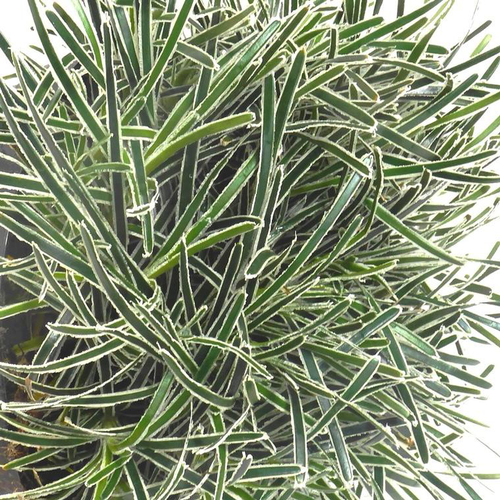 Visuel 1 du produit Scirpe étoilé ice crystal vert en pot de 2 L