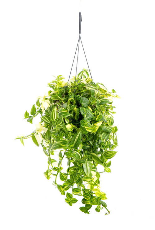 Visuel 1 du produit Tradescantia Yellow Hill jaune. La suspension Ø 14 cm