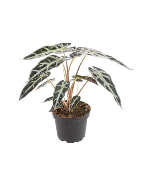 Visuel 1 du produit Alocasia Bambino Arrow vert. Le pot Ø 14 cm