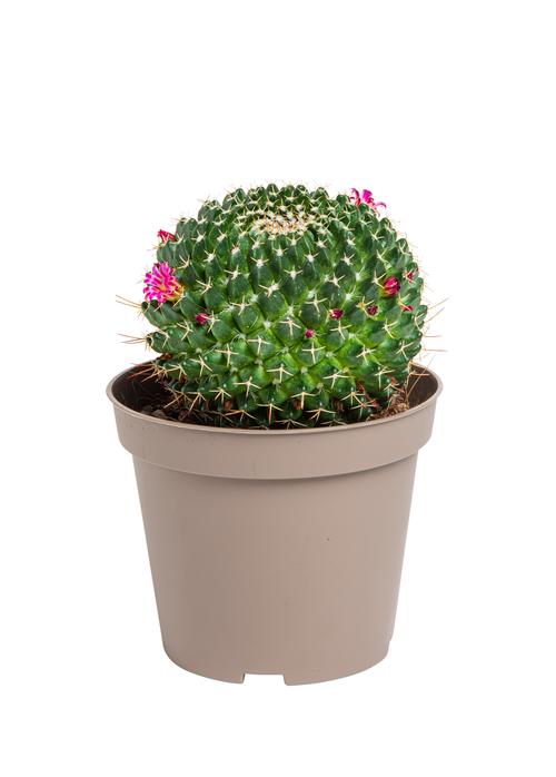 Visuel 3 du produit Cactus mix botanic®. Le pot de Ø 9 cm