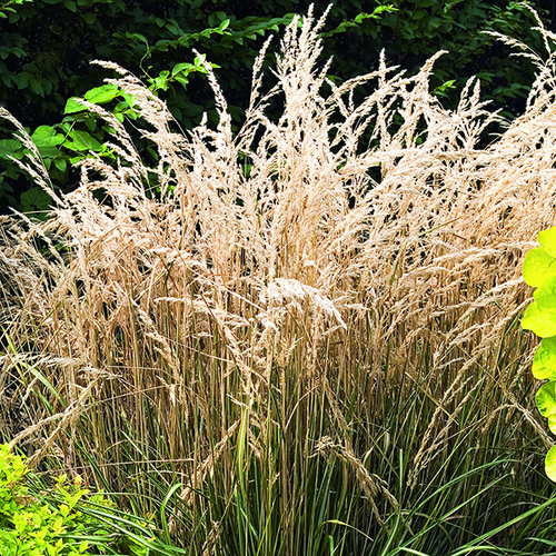 Visuel 1 du produit Calamagrostide Avalanche vert botanic®. Le pot de 2 litres