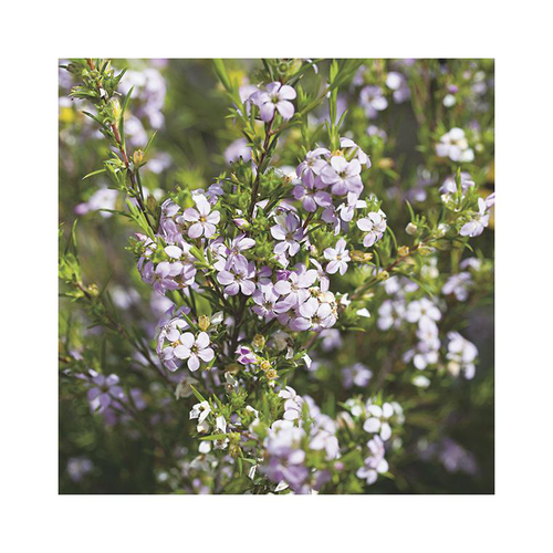 Visuel 1 du produit Diosma hirsuta pink foutain coloris rose. Le pot de 3 litres