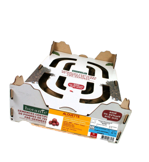 Visuel 1 du produit Pommes de terre Alouette bio botanic® - 60 plants