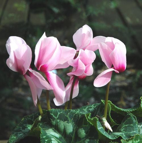 Visuel 1 du produit Mini Cyclamen. Le pot de 9 cm