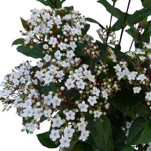 Visuel 1 du produit Viburnum Tinus Spirit® (Laurier Tin) 30/40 en pot de 3 L blanc