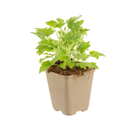 Visuel 1 du produit Geranium Odorant Bio. Le pot de 9x9 cm