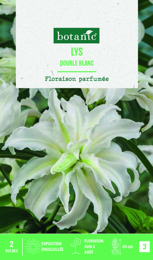 Visuel 1 du produit Bulbes de fleurs Lys oriental double blanc botanic® - 2 bulbes