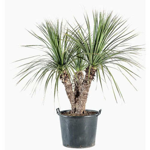 Visuel 1 du produit Dasylirion Longuisimum. Le pot de 35 litres