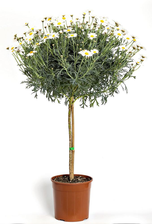 Visuel 1 du produit Anthemis Bofinger Tige. Le pot de 30 cm
