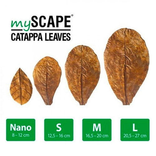 Visuel 3 du produit Feuilles de Badamier naturelles taille M, ARKA mySCAPE-Catappa - 10 pièces de 16.5/20 cm