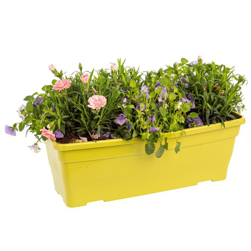 Visuel 1 du produit Jardinière printanière de Viola et Œillet à fleurs multicolores - La jardinière de 40 cm