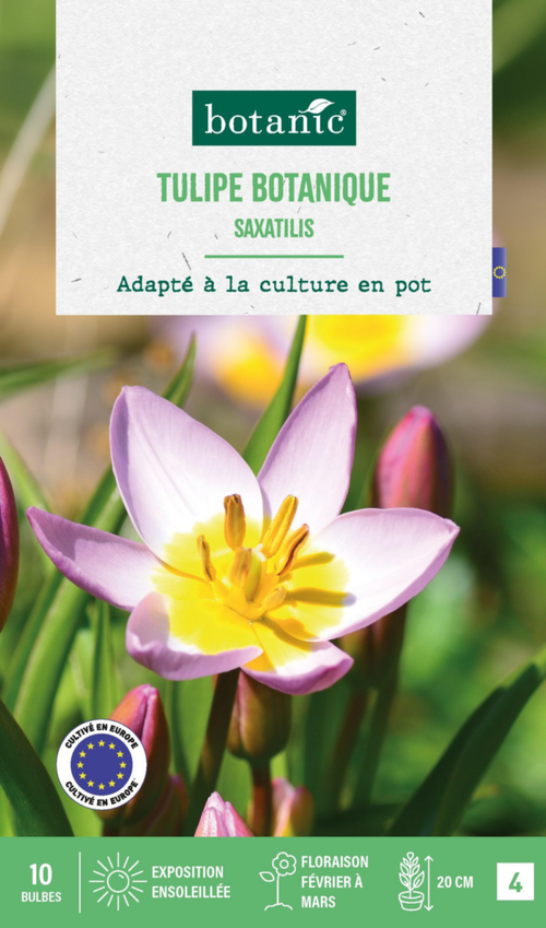 Visuel 1 du produit Tulipe species saxatilis botanic® - 10 bulbes