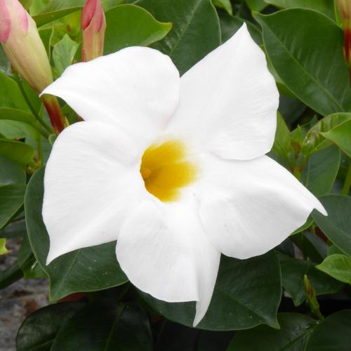 Visuel 1 du produit Dipladenia Blanc. Le pot de 9x9 cm