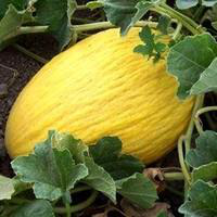 Visuel 1 du produit Melon Jaune Bio. La barquette de 3 plants