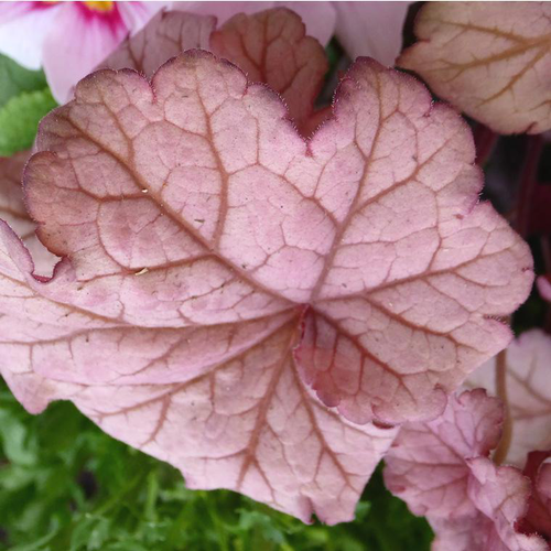 Visuel 1 du produit Heuchera Word Caffé Shakerato - Le pot de 4 litres