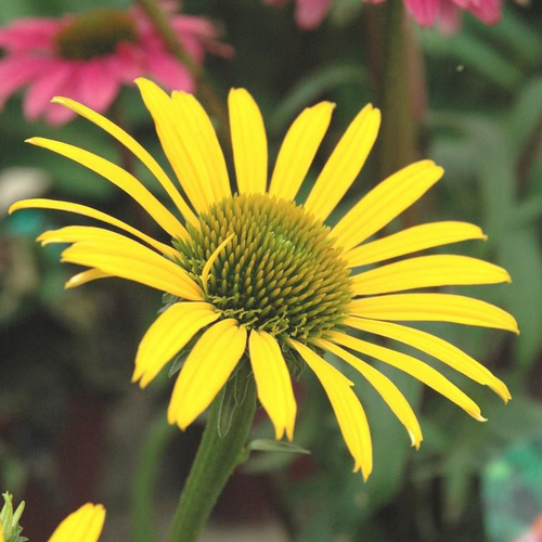 Visuel 1 du produit Rudbeckie summerina yellow jaune en pot de 2 L