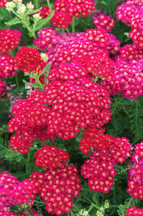 Visuel 1 du produit Achillée ‘Pomegranate’ - Le pot de 2 litres