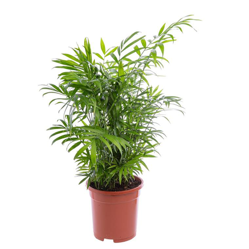 Visuel 2 du produit Chamaedorea ou Palmier nain pot Ø17 cm/ H60 cm