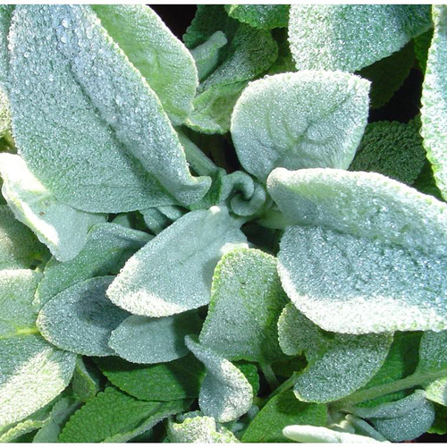 Visuel 1 du produit Vivaces A Feuillage Decoratif Mix - Le pot de 1 litre