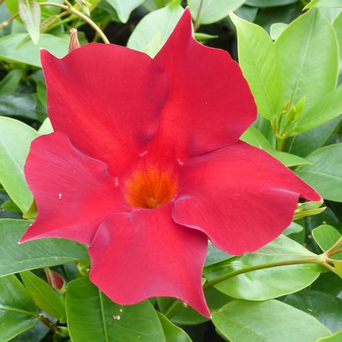 Visuel 1 du produit Dipladenia Rouge. Le pot de 9x9 cm