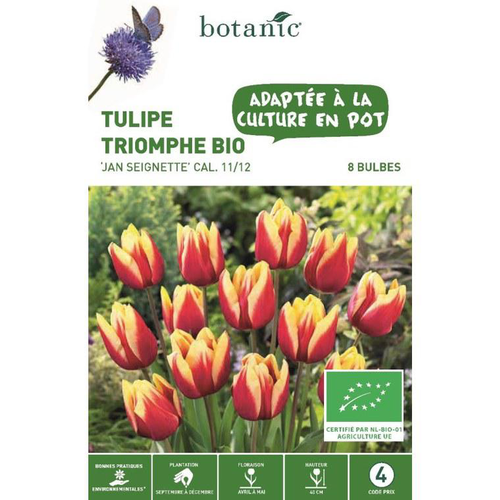 Visuel 1 du produit Tulipe triomphe Jan Seignette bio rouge et jaune botanic® - 8 bulbes