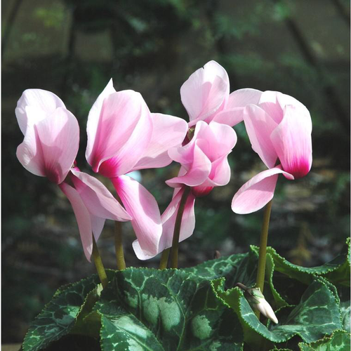 Visuel 1 du produit Mini Cyclamen - La coupe de 25 cm
