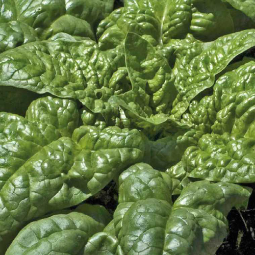 Visuel 1 du produit Epinard Bio. La motte de 4x4 cm