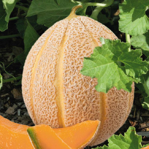 Visuel 1 du produit Melon Hales's Best Jumbo botanic® bio. La barquette de 3 plants