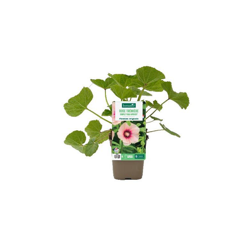 Visuel 1 du produit Rose trémière simple ‘Halo Apricot’ - Le pot de 1 litre