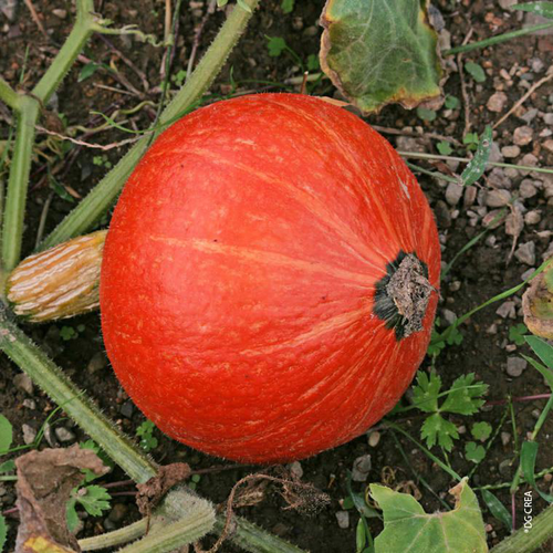 Visuel 1 du produit Potimarron Huchiki Kuri Bio - La barquette de 6 plants